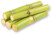 sugarcane stick